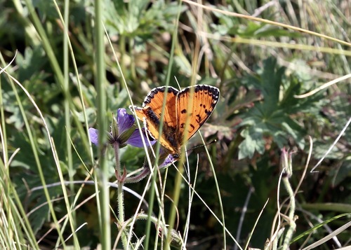 Melitaea ala