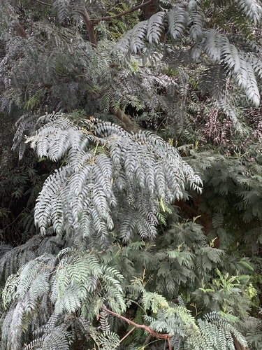 Acacia elata, photograph 3