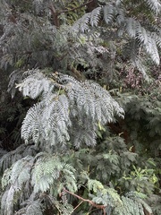 Acacia elata, photograph (c) Dave Richardson, some rights reserved (CC BY)