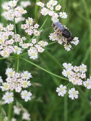 Odontomyia interrupta