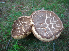 Tylopilus ferrugineus