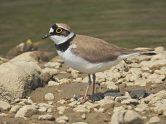 Little Ringed Plover photo 5