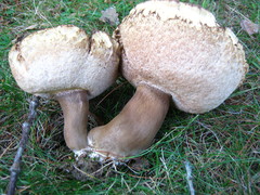 Tylopilus ferrugineus