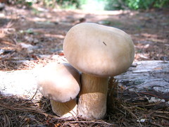 Boletus variipes