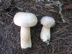 Boletus variipes