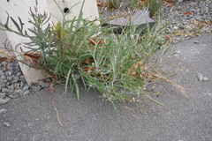 Senecio quadridentatus