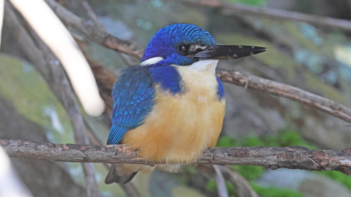 iNaturalist image