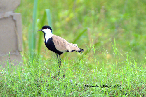 Spur-winged Lapwing