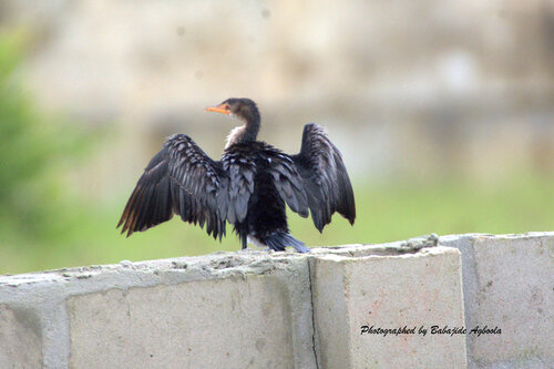 Reed Cormorant