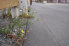 Senecio skirrhodon