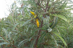 Sophora molloyi