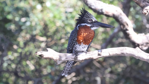 iNaturalist image