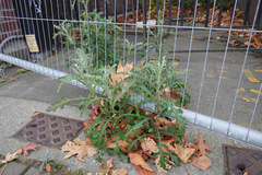 Senecio glomeratus
