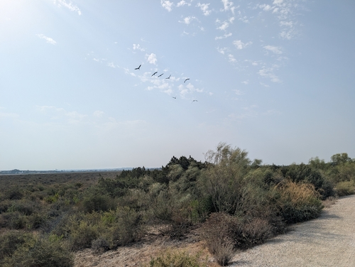 iNaturalist image
