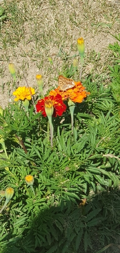 Queen of Spain Fritillary