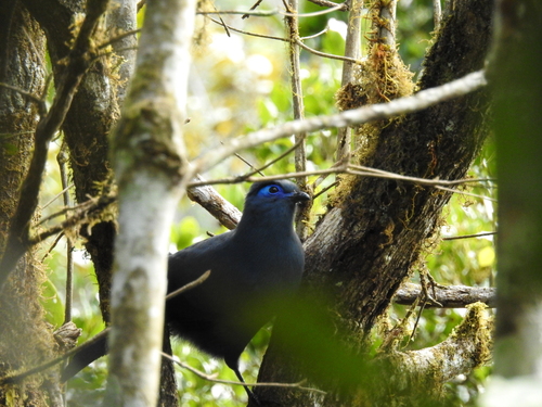 iNaturalist image