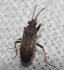 Peritrechus gracilicornis