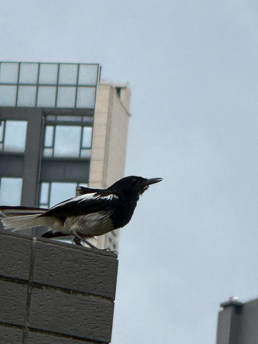 Oriental Magpie-Robin