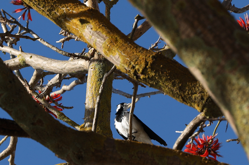 Magpie-lark