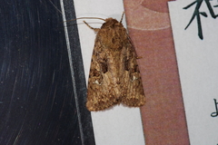 Feliniopsis indistans