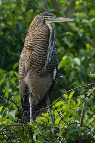 Bare-throated Tiger-Heron