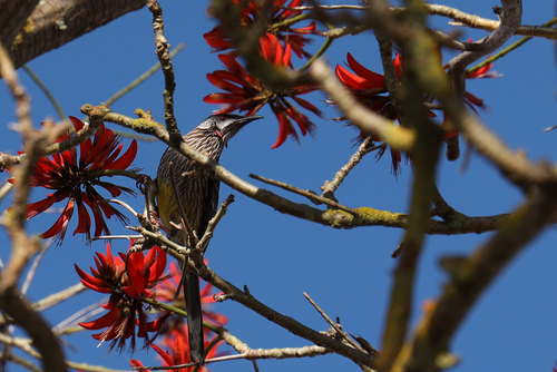 Western Red Wattlebird
