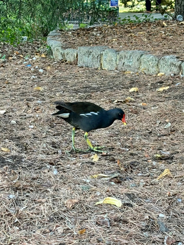 iNaturalist image