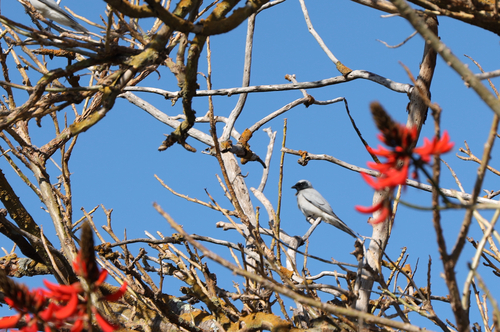 Mainland Black-faced Cuckooshrike