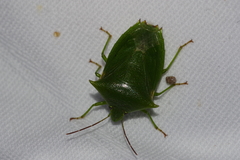 Vitellus orientalis