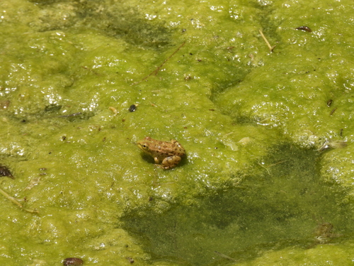 Sahara Frog