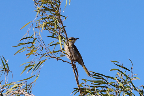 Southwestern Singing Honeyeater