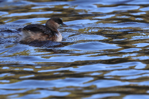 iNaturalist image