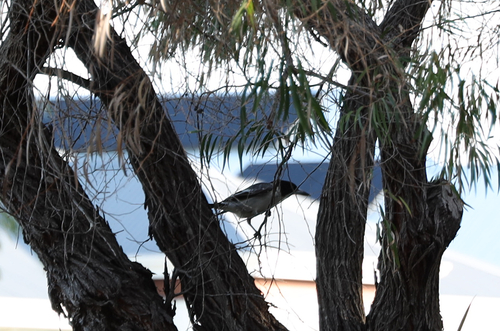 Grey Butcherbird