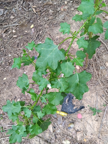 Solanum trilobatum