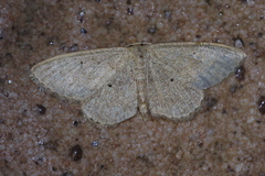 Scopula emma