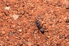 Rhytidoponera taurus