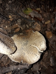 Amanita australis