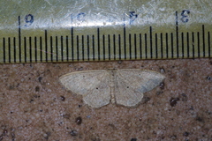 Scopula emma