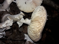 Amanita australis