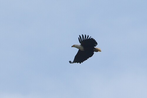 iNaturalist image