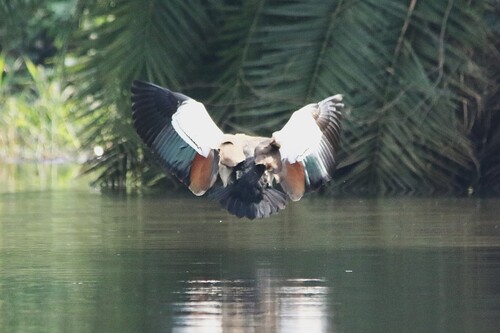 iNaturalist image