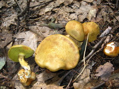Pseudoboletus parasiticus
