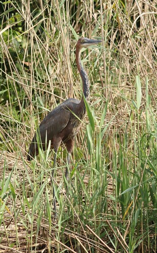 iNaturalist image