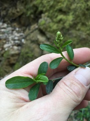 Ceanothus integerrimus var. integerrimus