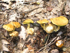 Pseudoboletus parasiticus