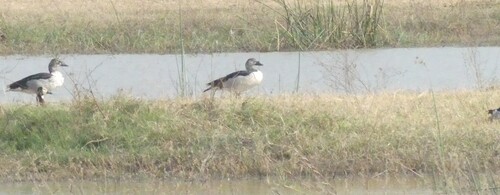 iNaturalist image