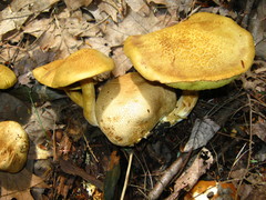 Pseudoboletus parasiticus
