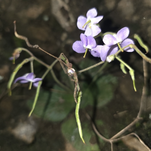 Dorcoceras hygrometricum, photograph 3