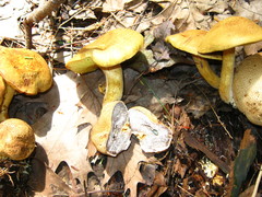 Pseudoboletus parasiticus