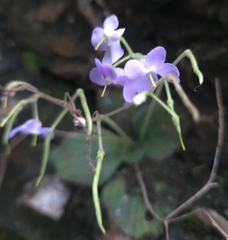 Dorcoceras hygrometricum, photograph Gonzalo Ganda Álvarez, CC BY, iNaturalist via GBIF